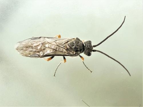Réf. 278 378 : Dolerus puncticollis